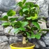 Kép 4/7 - Citrus Lara limequat