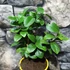 Kép 5/7 - Citrus Lara limequat