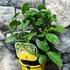 Kép 3/7 - Citrus Lara limequat