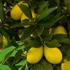Kép 1/7 - Citrus Lara limequat