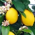 Kép 1/12 - Citrus 'Meyer' - meyer citrom gyümölccsel