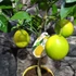 Kép 9/12 - Citrus 'Meyer' - meyer citrom gyümölccsel