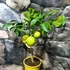 Kép 10/12 - Citrus 'Meyer' - meyer citrom gyümölccsel