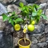 Kép 11/12 - Citrus 'Meyer' - meyer citrom gyümölccsel