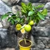 Kép 2/12 - Citrus 'Meyer' - meyer citrom gyümölccsel