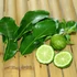 Kép 1/7 - Citrus hystrix Lamai - Kaffir Lime