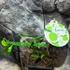 Kép 3/7 - Citrus hystrix Lamai - Kaffir Lime