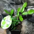 Kép 4/7 - Citrus hystrix Lamai - Kaffir Lime