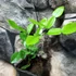 Kép 6/7 - Citrus hystrix Lamai - Kaffir Lime