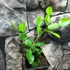 Kép 7/7 - Citrus hystrix Lamai - Kaffir Lime