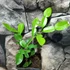Kép 2/7 - Citrus hystrix Lamai - Kaffir Lime