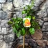 Kép 4/9 - Citrus paradisi Pompelmo / Grapefruit