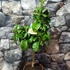 Kép 2/9 - Citrus paradisi Pompelmo / Grapefruit