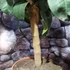 Kép 7/9 - Citrus paradisi Pompelmo / Grapefruit
