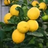 Kép 1/6 - Citrus limon