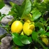 Kép 2/6 - Citrus limon