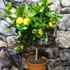 Kép 3/6 - Citrus limon