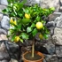 Kép 4/6 - Citrus limon