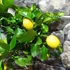 Kép 5/6 - Citrus limon