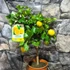 Kép 6/6 - Citrus limon
