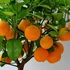 Kép 1/12 - Citrus mitis 'Calamondin'