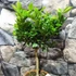 Kép 2/12 - Citrus mitis 'Calamondin'