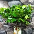 Kép 12/12 - Citrus mitis 'Calamondin'