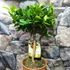 Kép 4/12 - Citrus mitis 'Calamondin'