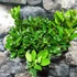 Kép 3/12 - Citrus mitis 'Calamondin'