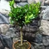 Kép 5/12 - Citrus mitis 'Calamondin'