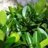 Kép 6/12 - Citrus mitis 'Calamondin'