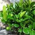 Kép 7/12 - Citrus mitis 'Calamondin'