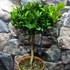 Kép 8/12 - Citrus mitis 'Calamondin'