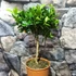 Kép 10/12 - Citrus mitis 'Calamondin'