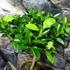 Kép 11/12 - Citrus mitis 'Calamondin'