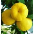 Kép 1/12 - Citrus limetta 'Pursha' - édes lima