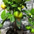 Kép 3/12 - Citrus limetta 'Pursha' - édes lima
