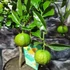 Kép 11/12 - Citrus limetta 'Pursha' - édes lima