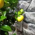 Kép 4/12 - Citrus limetta 'Pursha' - édes lima