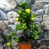 Kép 6/12 - Citrus limetta 'Pursha' - édes lima