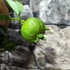 Kép 7/12 - Citrus limetta 'Pursha' - édes lima