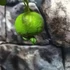 Kép 8/12 - Citrus limetta 'Pursha' - édes lima