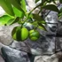 Kép 9/12 - Citrus limetta 'Pursha' - édes lima