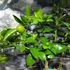 Kép 10/12 - Citrus limetta 'Pursha' - édes lima