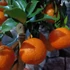 Kép 5/9 - Citrus myrtifolia Chinotto / Mirtuszlevelű törpenarancs
