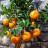 Kép 6/9 - Citrus myrtifolia Chinotto / Mirtuszlevelű törpenarancs