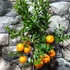 Kép 7/9 - Citrus myrtifolia Chinotto / Mirtuszlevelű törpenarancs