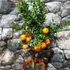 Kép 8/9 - Citrus myrtifolia Chinotto / Mirtuszlevelű törpenarancs