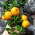 Kép 3/9 - Citrus myrtifolia Chinotto / Mirtuszlevelű törpenarancs