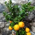 Kép 2/9 - Citrus myrtifolia Chinotto / Mirtuszlevelű törpenarancs